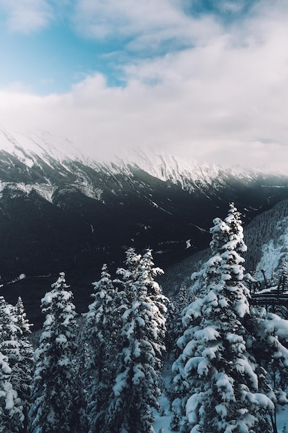 雪に覆われた丘の上の木の美しい風景