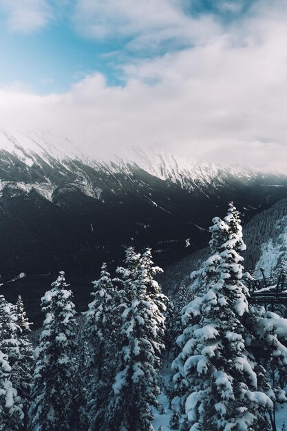 Beautiful landscape of trees on the hills covered in snow