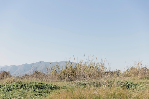 Beautiful landscape with grass and hills