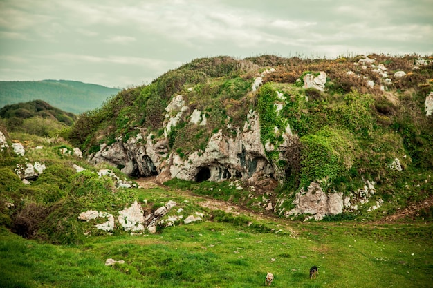 Free photo beautiful landscape with green-covered rocks, caves, and dogs