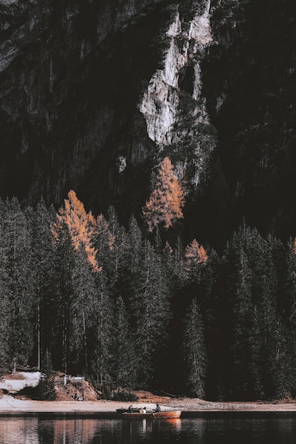 Bellissimo paesaggio con alberi verdi