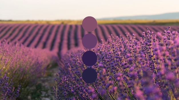 Foto gratuita bellissimo paesaggio con lavanda