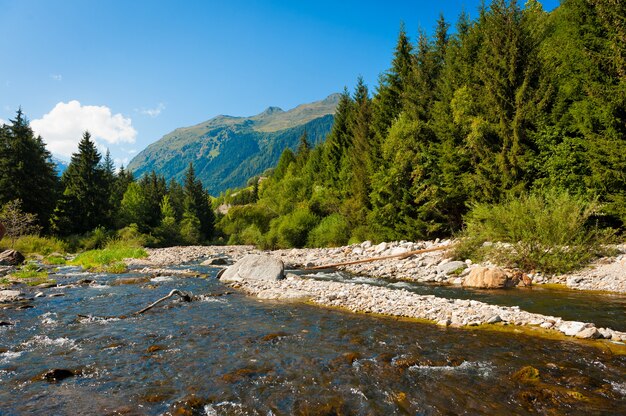 スイスアルプスの山林を流れる川のある美しい風景