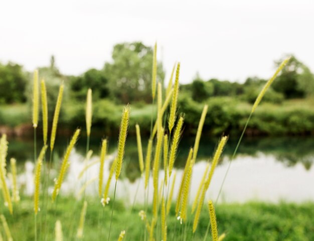 Beautiful landscape with river