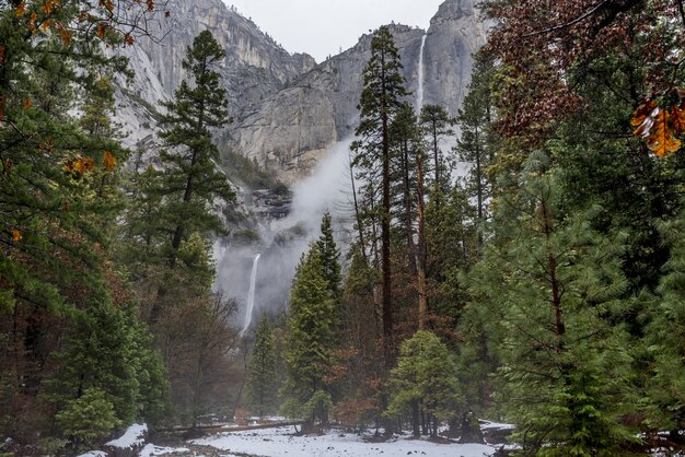 米国カリフォルニア州ヨセミテ国立公園の背の高い松の木のある美しい風景