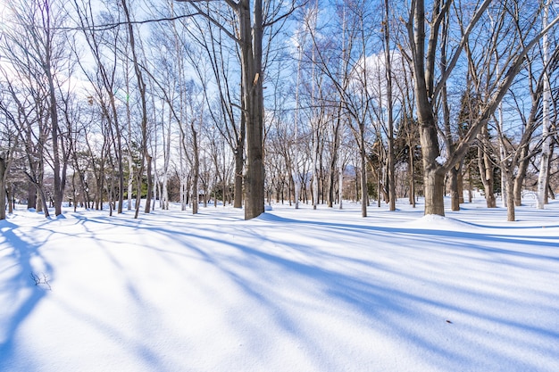 無料写真 雪の冬の季節の木の美しい風景