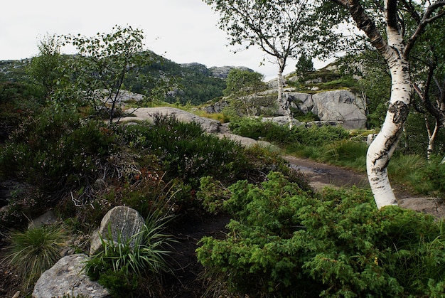 Preikestolen、スタヴァンゲル、ノルウェーの樹木や緑の植物の美しい風景