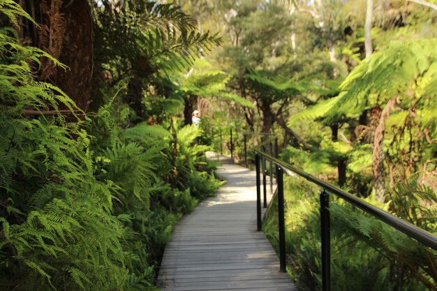 29.357 fotos de stock e banco de imagens de Sidney Gardens - Getty Images