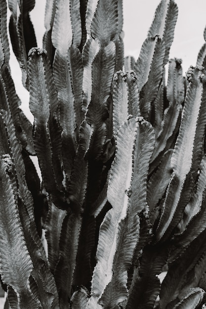 Foto gratuita bellissimo grande albero di cactus con lunghi rami appuntiti e frutti in fiore su di essi