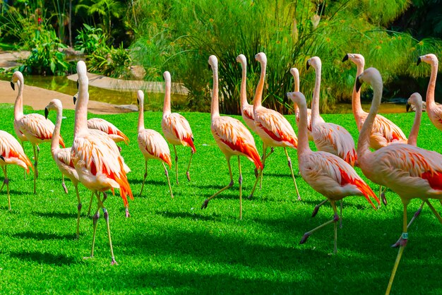 Beautiful large flamingo group walking on the grass in the park