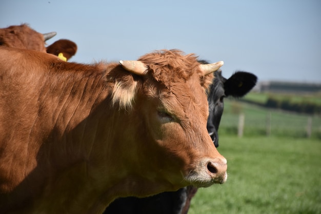 Beautiful large tan cow with small horns in England.