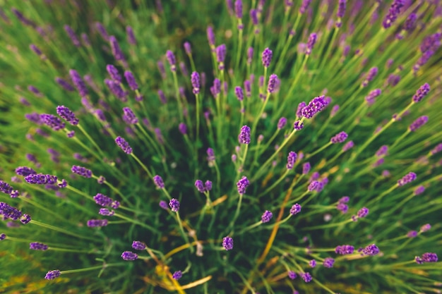 Beautiful lavender bush growing in lavender field