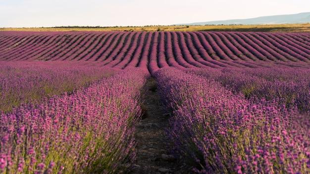 Beautiful lavender field background