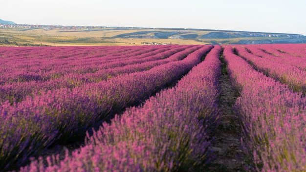 Foto gratuita bellissimo sfondo di campo di lavanda