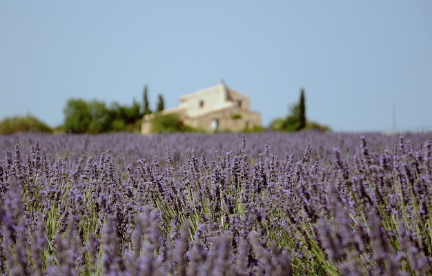 A beautiful lavender field