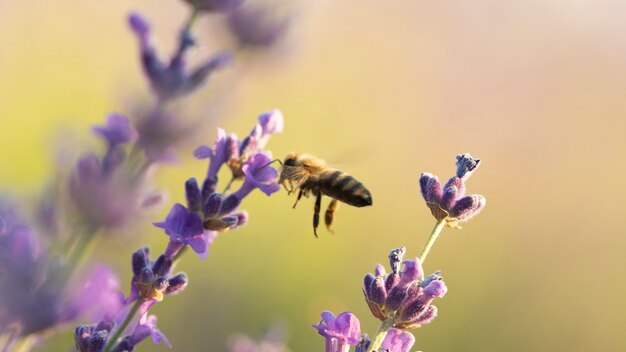 꿀벌 높은 각도와 아름 다운 라벤더 꽃