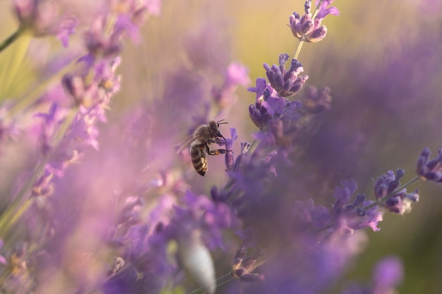 Beautiful lavender flower with bee