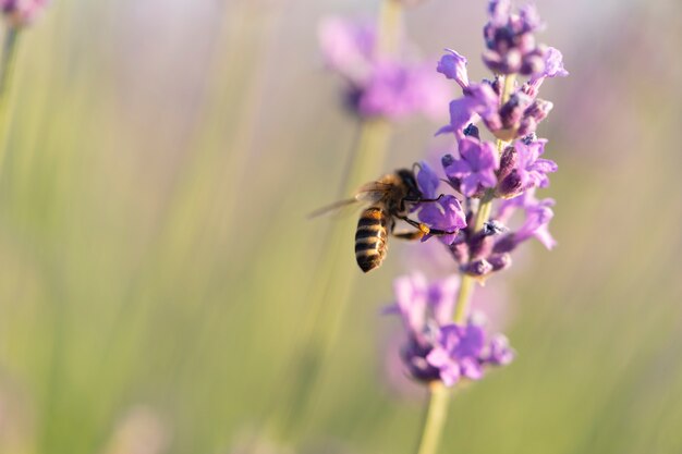 Beautiful lavender flower with blurry background