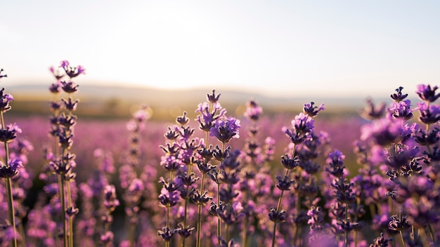 Beautiful lavender flowers in field
