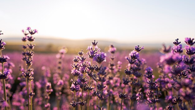Beautiful lavender flowers in field