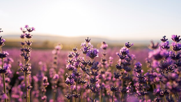 フィールドの美しいラベンダーの花