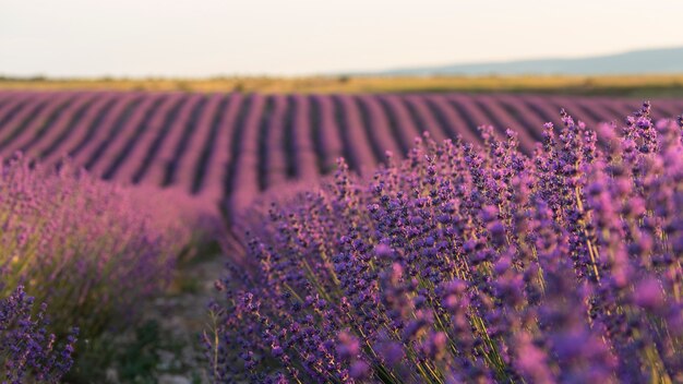 Beautiful lavender plants high angle