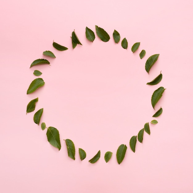 Beautiful leaves arranged in circular frame over pink background