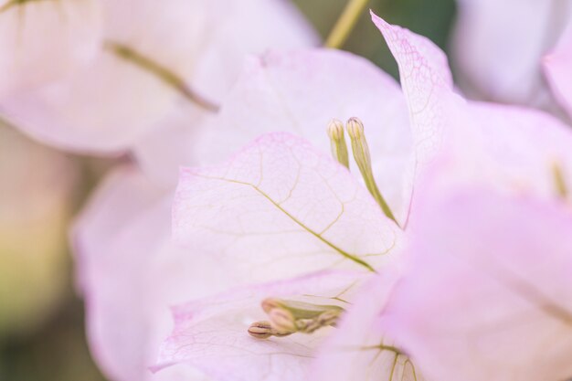 Beautiful light purple fresh petals 