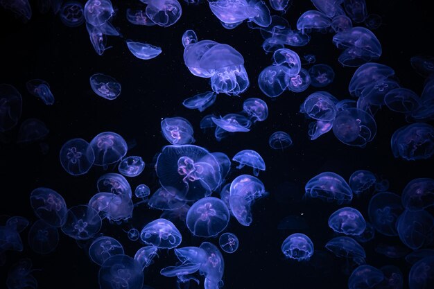 水族館のクラゲの美しい光の反射