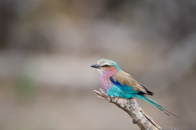 Beautiful lilac-breasted roller resting on the branch with a blurred background