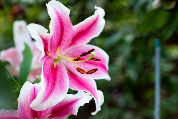 緑の葉の背景のクローズアップ画像の美しいユリの花夏の庭の花の庭の花のピンクの虎ユリ咲くピンクの虎ユリ春夏の壁紙の背景 プレミアム写真