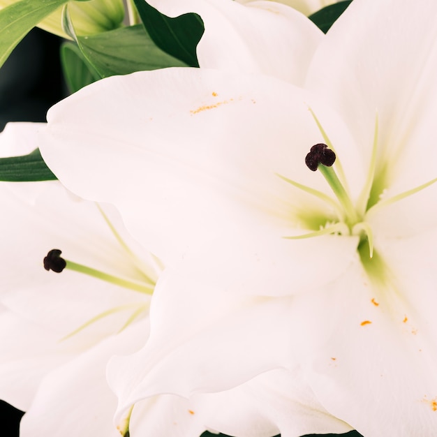 Beautiful lily flower on plant