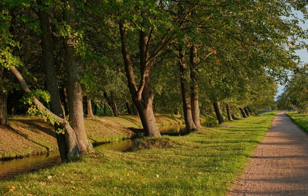 Beautiful linden alleys in the autumn park along the river. Warm autumn evening, golden sunset light on the paths of the park. Calm evening walks