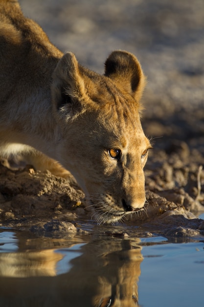 彼女の水に映った美しい雌ライオンは湖から水を飲む