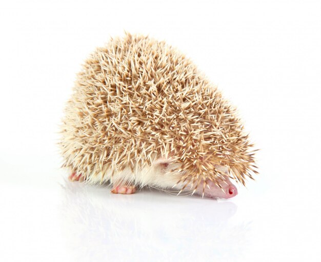 아름다운 작은 hedghog