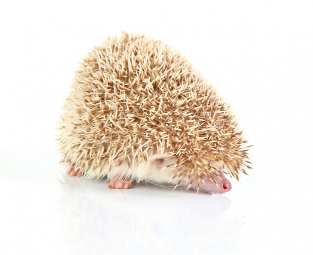 Beautiful little hedghog