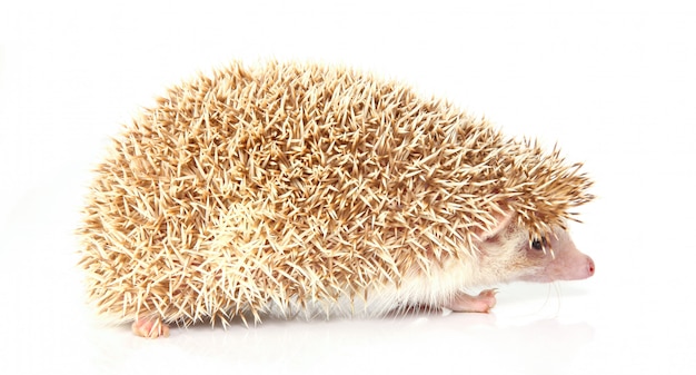 Beautiful little hedghog