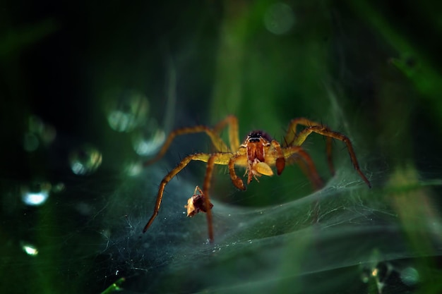 Beautiful little spiders in the net waiting for insects