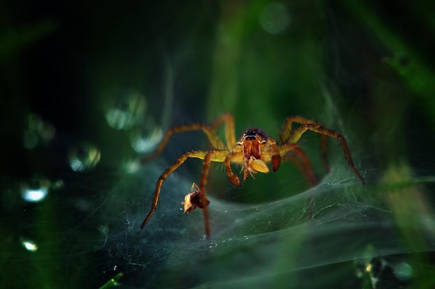 昆虫を待っているネットの美しい小さなクモ