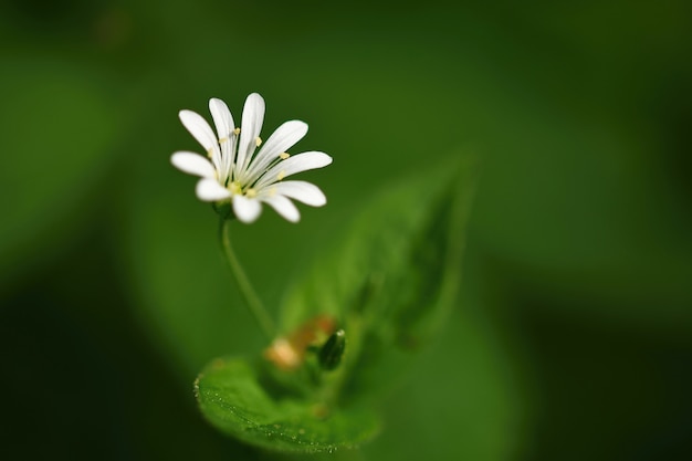 Красивый маленький весенний белый цветок. Естественный цветной размытый фон с лесом. (Stellaria nemo