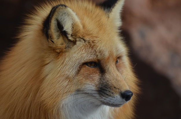 Красивый длинный нос рыжей лисы.