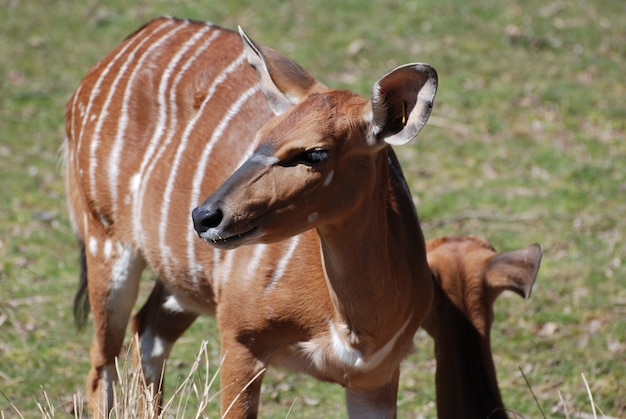 Beautiful look at a female nyala with white stripes.