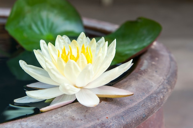 Бесплатное фото Красивый цветок лотоса в пруду