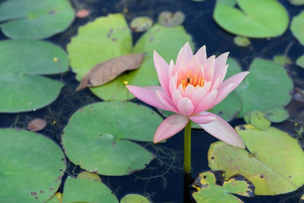 Beautiful lotus blooming in the pond