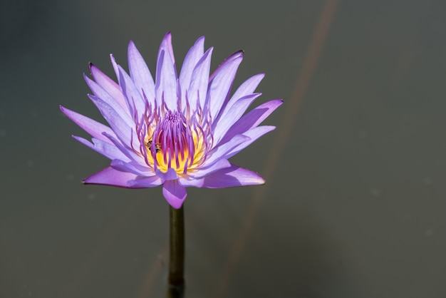 Beautiful lotus blooming in the pond