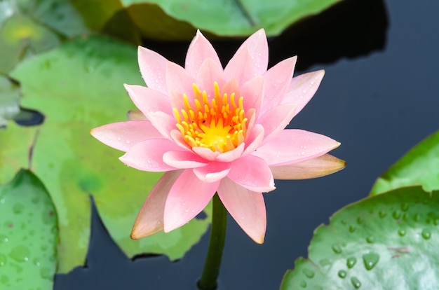 Beautiful lotus blooming in the pond