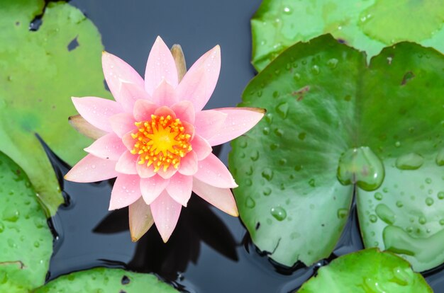 Beautiful lotus blooming in the pond