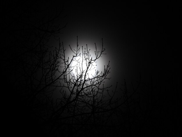 Beautiful low angle shot of a bare tree and the moon at night