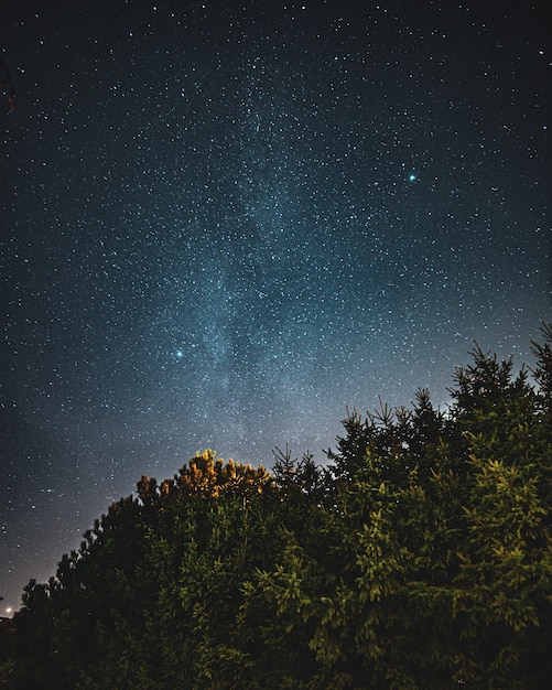 Beautiful low angle shot of a forest and the sky full of starts