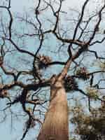 Foto gratuita bello colpo di angolo basso di un albero con i rami curvy lunghi e un chiaro cielo blu